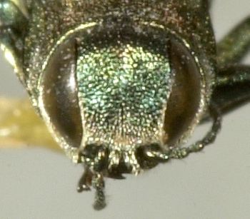 Media type: image;   Entomology 33817 Aspect: head frontal view